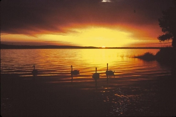 sunset, swans
