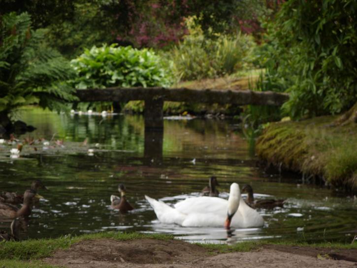 swan, ducks, lake