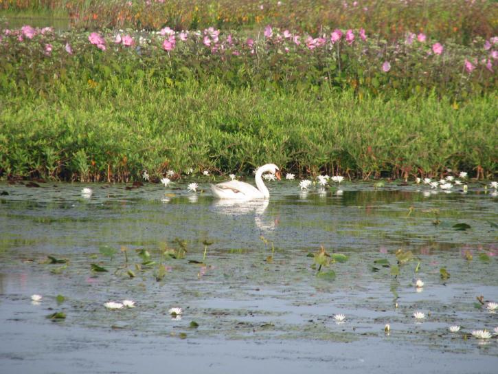 Swan, nước, Hoa lily, lake