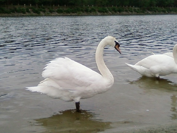 Swan, vakker, bakgrunn