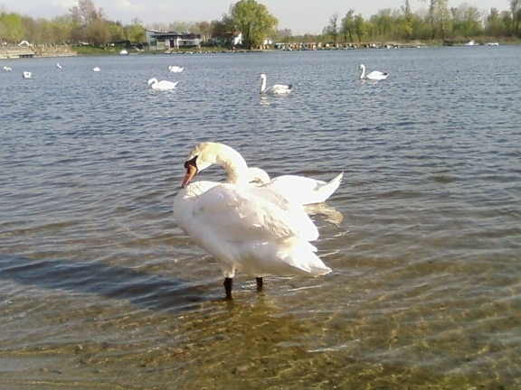 Swan, fåglar