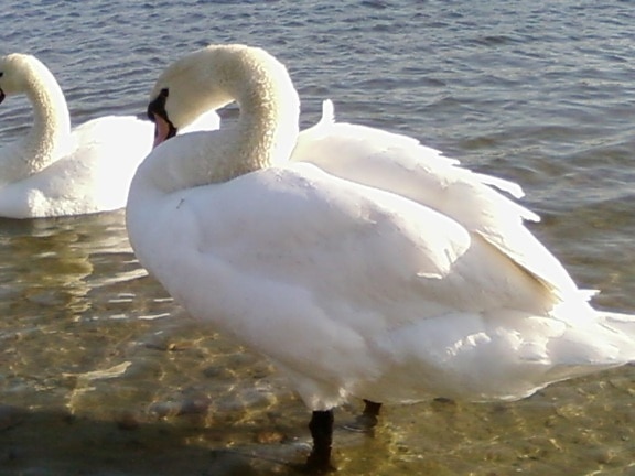 Swan, nära