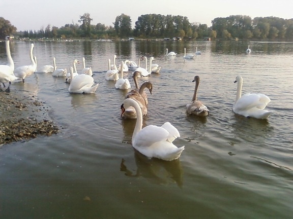 Swan, perhe