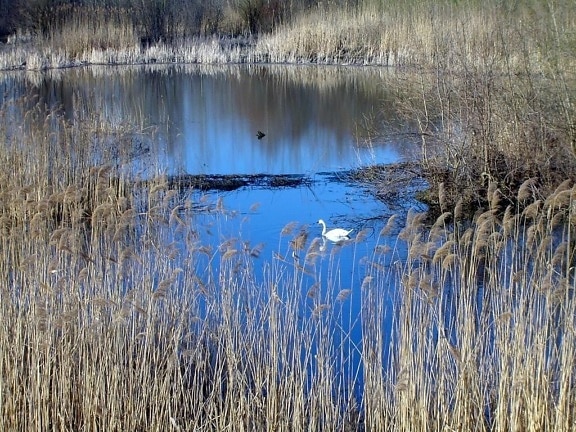 Swan lake, fugl, natur, landskab