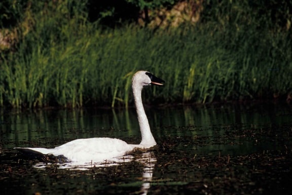 swan, swamp, lake, water