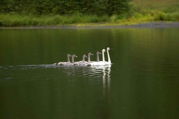 Swan, par, gygnets, dammen