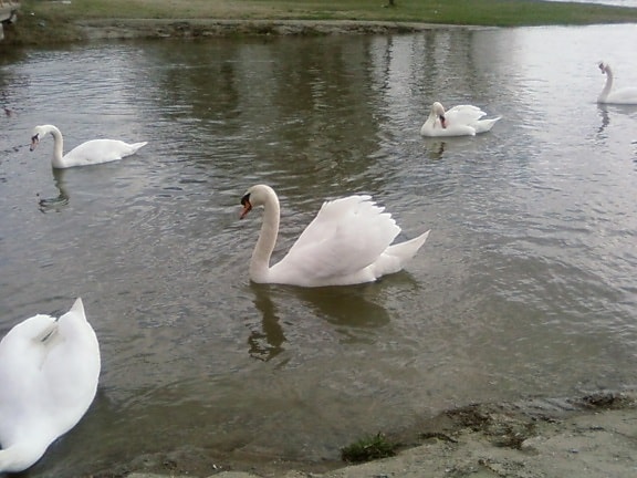Swan, parad