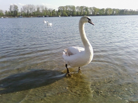 Swan, permanent, apă