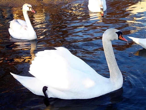 Swan, vit