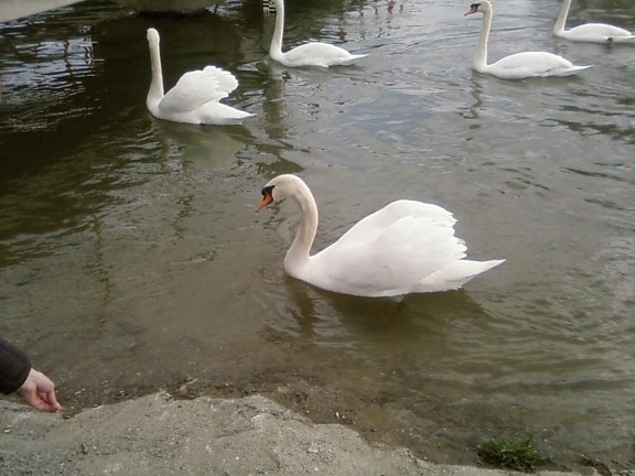 swans, comming