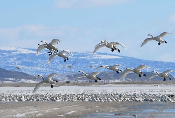 лебеди, полет, зима, миграция