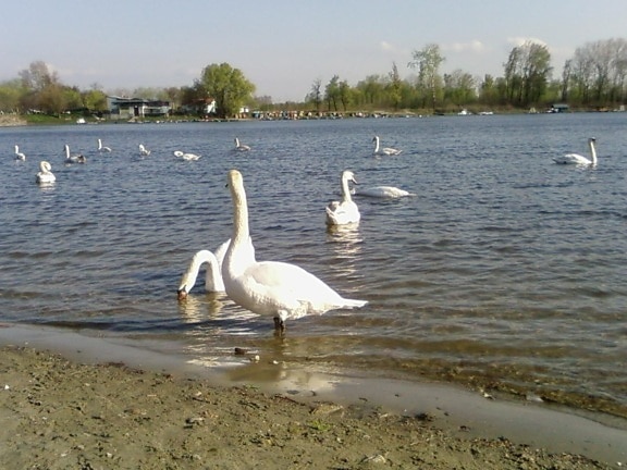 swans, lake