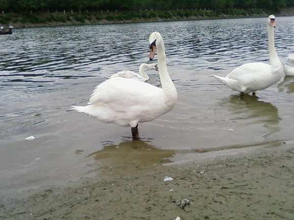 swans, looking
