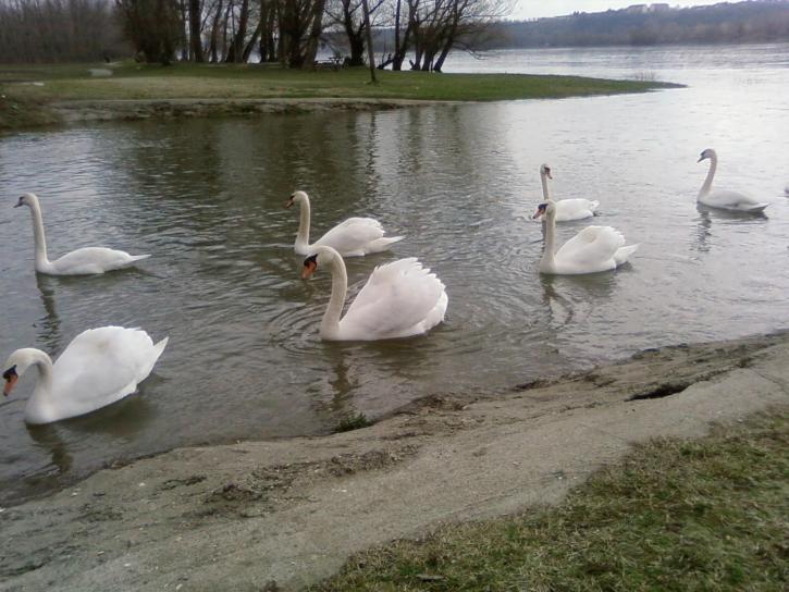 swans, parade, water