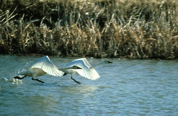 swans landing, birds, lake, nature