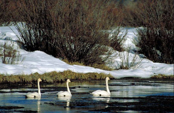 three, swans, cygnus buccinator, swimming, icy water, snow