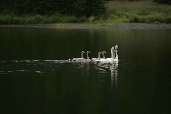 pair, adult, trumpeter, swans, swim, cygnets