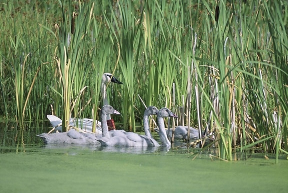 banded, trumpeter, swan, hen, four, young, swimming, reeds
