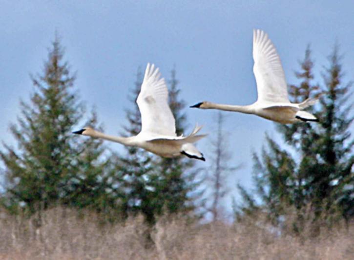 pair, trumpeter, swan, birds, flight, together, cygnus buccinator