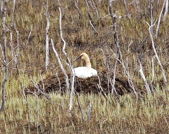 trumpeter, swan, bird, nest, ground, cygnus buccinator