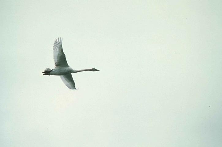 trumpeter, swan, waterfowl, bird, flight, cygnus buccinator