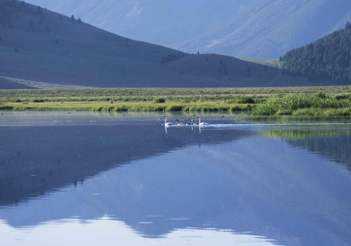 trumpeter, swans, family, lake
