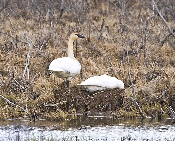 trumpeter, swans, nest, egde, lake, cygnus buccinator