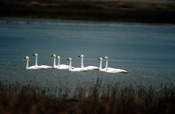 flock, tundra, swans, lake