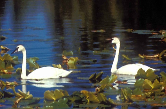 tundra, swan, pair, male, female, swimming, lake, cygnus columbianus