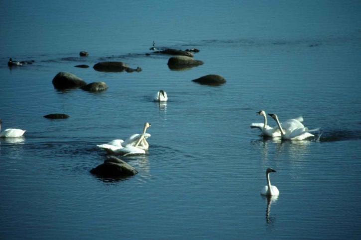 tundra, swans, water