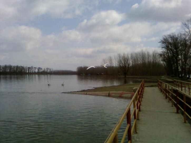 două, păsări mari, albe, lebede, zbor, Dunăre, Râul