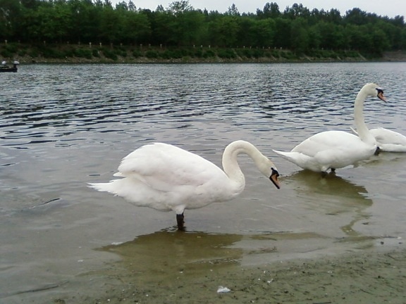 два, лебеди, озеро