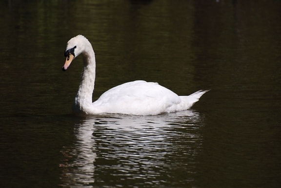 white swan, bird, cygnus, olor