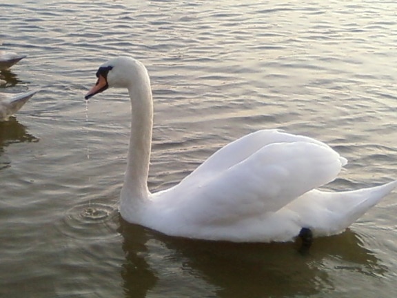 white swan, up-close, picture