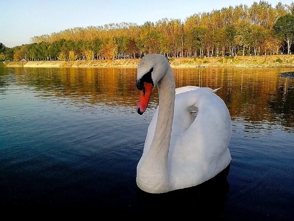 white swan, floats, proudly