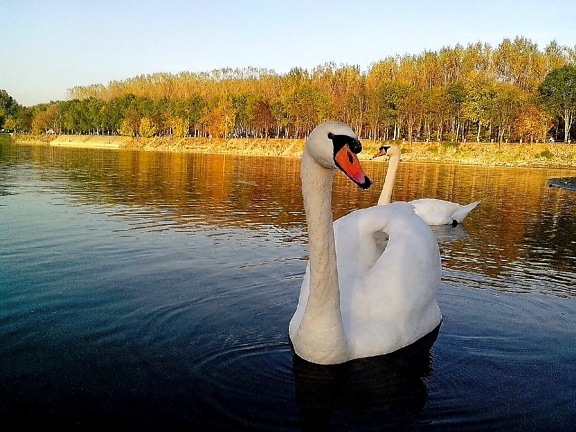 white swan, swims