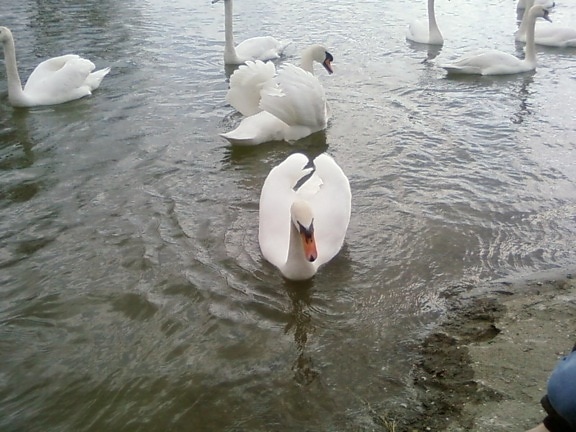 white swans, Danube