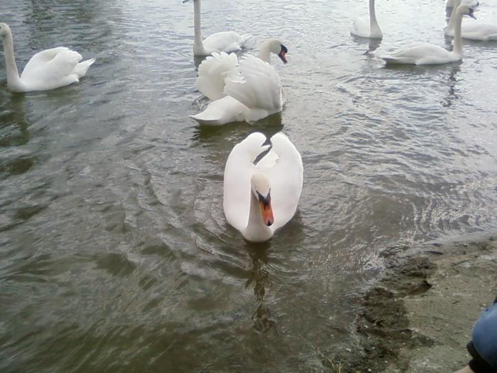 cisnes blancos, Danubio
