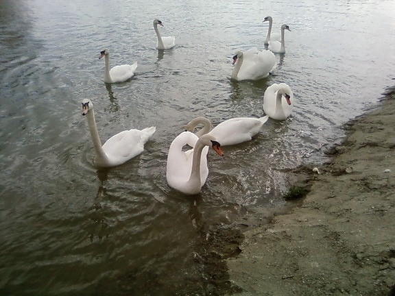 белые лебеди, парад, озеро, река, Дунай