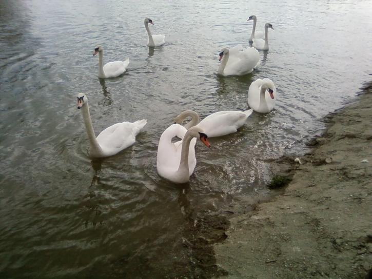 білий лебедів, парад, озеро, річка, Дунаю