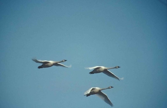 whooper, swans, flight, overhead, pronounced, hooper