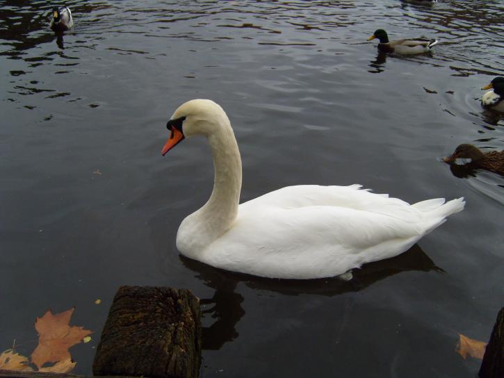young, beautiful, swan, male, lake