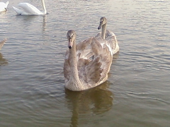 young, gray, swans