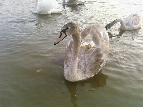 young male, swan, close