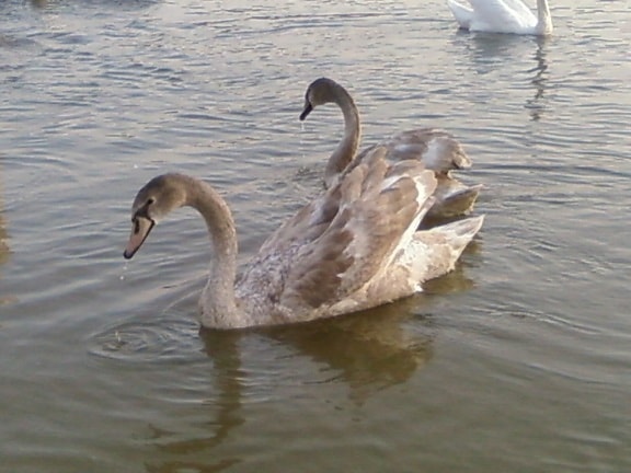 joven, cisnes, lago