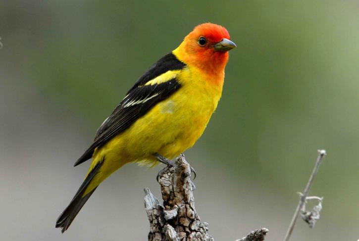 colorful, western, tanager, branch