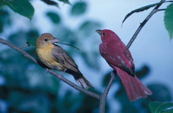 pair, summer, tanagers, birds, perch, closely, piranga, rubra