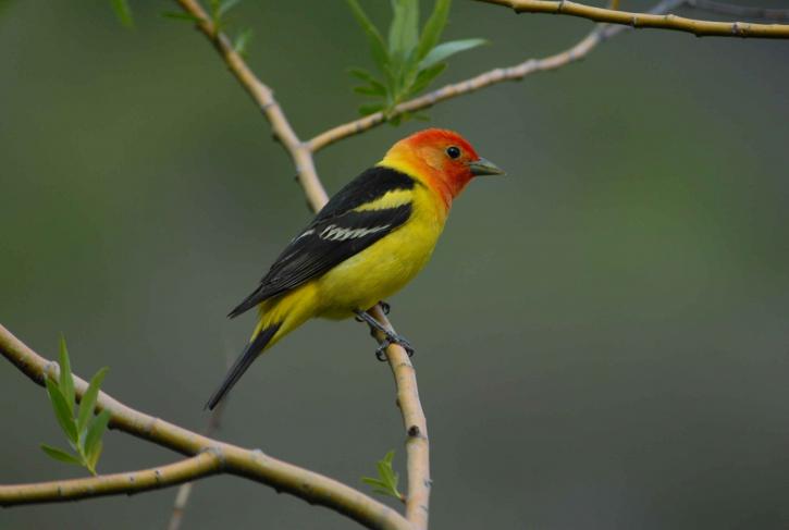 male, western, tanager, branch, close