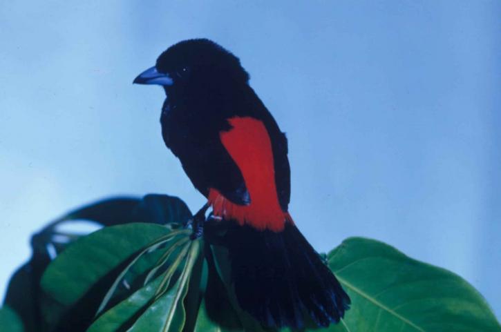 passerini tanager, pták, samice, passerinii, vzhled, prohlížení, větev