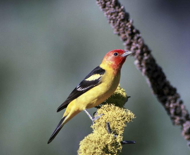 piranga ludoviciana, δυτικό, tanager, πουλί, αρσενικό